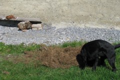 IMG_0956